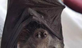 蝙蝠的天敌是什么 蝙蝠的天敌是什么